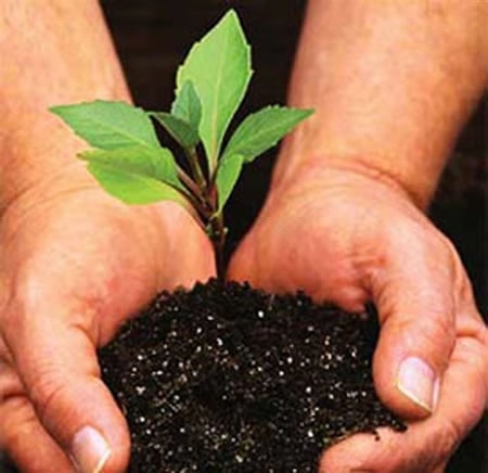 Tree planting